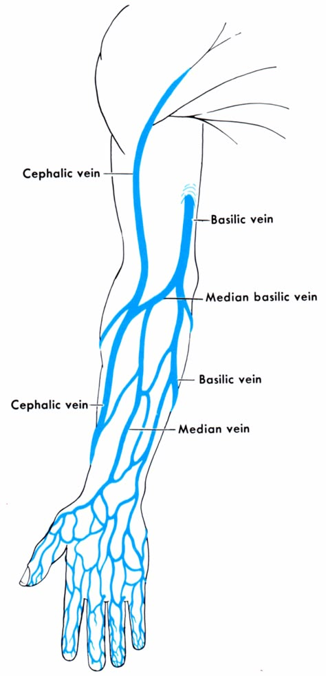 Names of veins in the arm. Anatomy and physiology Anatomy Of The Hand, Phlebotomy Study, Arm Veins, Vascular Ultrasound, Phlebotomy, Human Anatomy And Physiology, Medical Anatomy, Medical Studies, Medical Coding