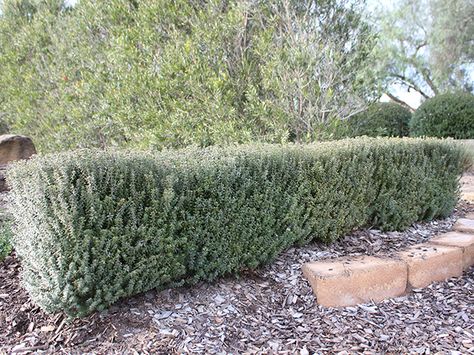 Ozbreed’s Westringia fruticosa Grey Box Westringia Hedge, Hedging Plants, Australian Native Garden, Landscaping Inspiration, Sandy Soil, Coastal Gardens, Small White Flowers, Desert Garden, Rain Garden