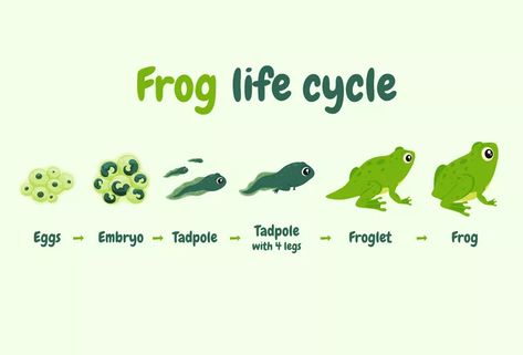 Frog life cycle educational poster template Vector Image Frog Cycle, Life Cycle Of A Frog, Frog Life Cycle, Lifecycle Of A Frog, Frog Life, Educational Poster, Education Poster, Life Cycle, Flat Illustration