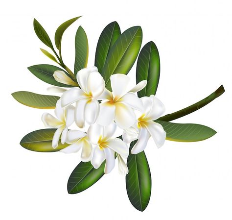 Flowers Plumeria, Sampaguita Flower, Jasmine Bouquet, Plumeria Flowers, Kids Artwork, Design Display, Painting Patterns, Display Ideas, Floral Painting