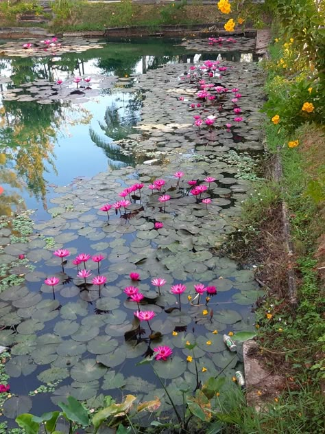 Japanese Homes, Lotus Flower Pictures, Moonlight Photography, Garden Pond Design, Tropical Aesthetic, Water Lily Pond, Hd Background Download, Cozy Places, Indian Flowers