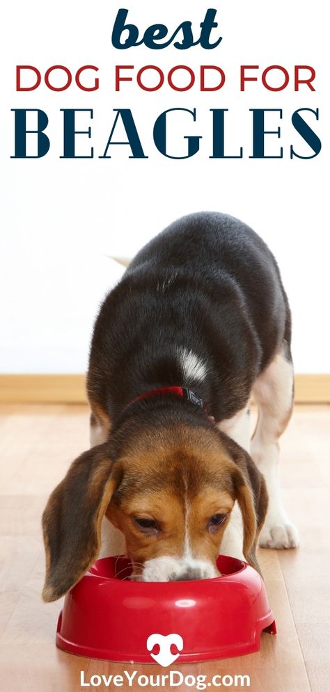 Best Dry Dog Food, Puppy Stages, Dog Foods, Growing Strong, Dog Nutrition, Healthy Dog Food Recipes, Dog Facts, Best Dog Food, Beagle Puppy