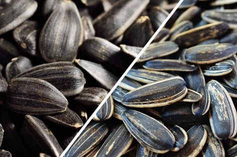 Black Oil Sunflower Seeds vs. Striped | The Family Handyman Black Oil Sunflower, Pine Siskin, Wild Birds Unlimited, Black Oil Sunflower Seeds, Planting Sunflowers, Bird People, Selective Breeding, What Is A Bird, Dole Whip