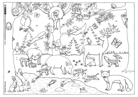 Animals That Hibernate, Autumn Animals, Gratis Printables, Animal Flashcards, Animal Worksheets, Pattern Coloring Pages, Japanese Patterns, Explore Nature, Free Printable Coloring