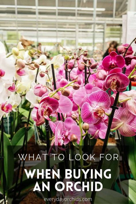 A Guide To Buying A Healthy, Quality Orchid - Everyday Orchids Orchid Care Rebloom, Looking After Orchids, Indoor Orchid Care, Orchid Pests, Orchid Propagation, Houseplant Tips, Orchids Care, Repotting Orchids, Indoor Orchids