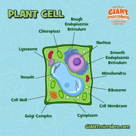 Planet Cell, Plant Cell Drawing, 3d Plant Cell, Edible Cell Project, Plant Cell Project, Edible Cell, Plant Cell Model, Giant Microbes, Science Cells