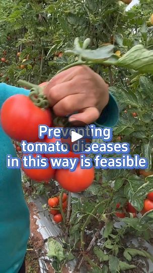 Tomato Plant Diseases, Backyard Homesteading, Tomato Gardening, Tomato Disease, Growing Vegetables In Pots, Gardening Planting, Ultimate Backyard, Natural Pesticides, Garden Remedies