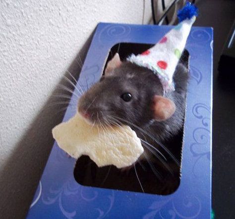 http://ift.tt/2r9aqn0 Animal Pfp Cute, Rat Birthday, Animal Pics Funny, Cute Animal Pfp, Rat Costume, Pet Aesthetic, Cute Animal Character, Animal Pfp, Animal Videos Funny