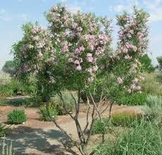 Desert Willow Tree, Drought Tolerant Trees, Desert Trees, Desert Willow, Drought Tolerant Garden, Drought Tolerant Landscape, Meadow Garden, Australian Garden, Garden Shrubs