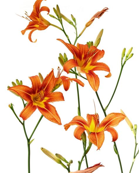 Mary Jo Hoffman | STILL on Instagram: “Orange day-lily, tawny daylily, corn lily, tiger lily, tiger daylily, fulvous daylily, ditch lily, railroad daylily, roadside…” Orange Daylily, Tiger Lily Flowers, Mary Jo Hoffman, Lilies Drawing, Flower Drawing Tutorials, Day Lilies, Lily Tattoo, Still Life Photos, Digital Flowers