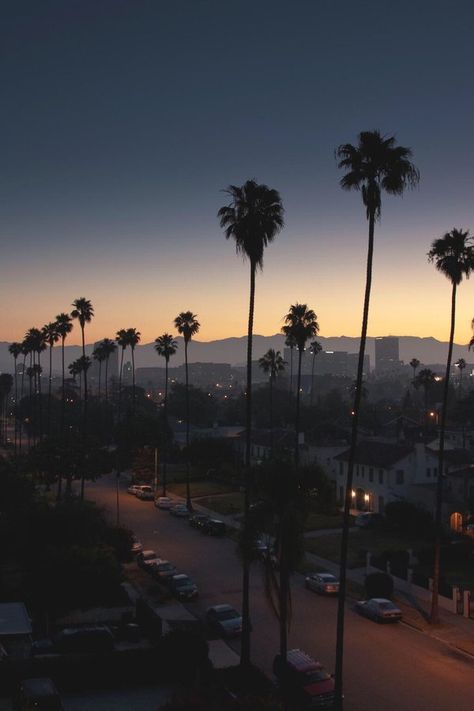 I know you did last summer Los Angeles Palm Trees, Los Angeles Wallpaper, Palm Trees Wallpaper, California Love, Tree Wallpaper, City Of Angels, California Dreamin', California Dreaming, Venice Beach