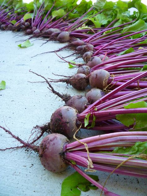 If you're looking to maximize your container garden yields, learning how to grow beets in containers is a must. Fast growing, great tasting, beets! Beets Growing, How To Grow Beets, Grow Beets, Growing Beets, Growing Broccoli, Growing Tomatoes In Containers, Container Vegetables, Hydroponic Growing, Turnips