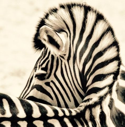 Striped Animals, Zebra Art, Foxtrot, African Animals, Animal Planet, Animal Photo, Zebras, Animals Friends, Wildlife Photography