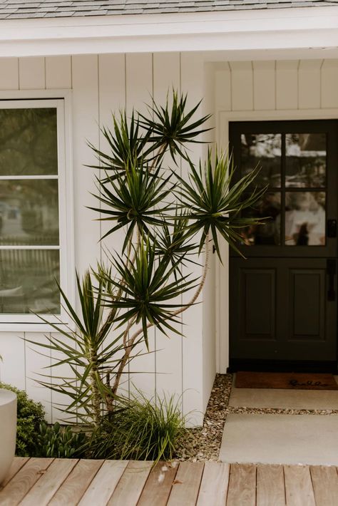 This landscape designer's front yard has a no-mow "Korean grass" lawn that's low-maintenance and looks incredible Miami Bungalow, California Front Yard Landscaping Ideas, Zoysia Tenuifolia, Front Yard Tree Landscaping, Lawn Alternative, Front Door Landscaping, Modern Planting, California Landscaping, Front Door Plants