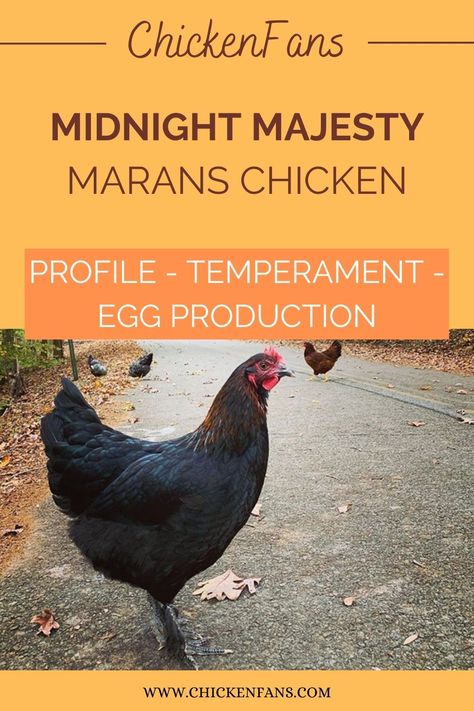 Small Chicken Breeds, Maran Chickens, Silkie Rooster, Fluffy Chicken, Meat Birds, Blue Chicken, Chicken Bird, Backyard Chicken Farming, Black Chickens