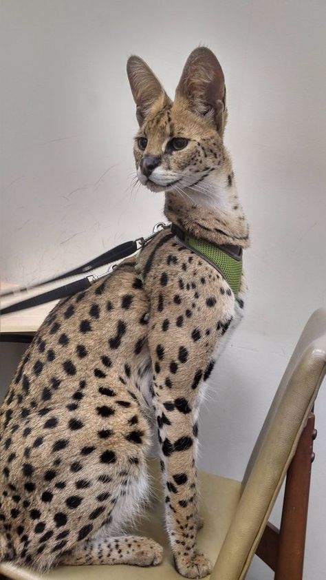 F1 Savannah Cat, Savannah Cat For Sale, Savannah Cats, Serval Cats, Puppy Mom, Cat Jokes, Dream's Cat, Kittens For Sale