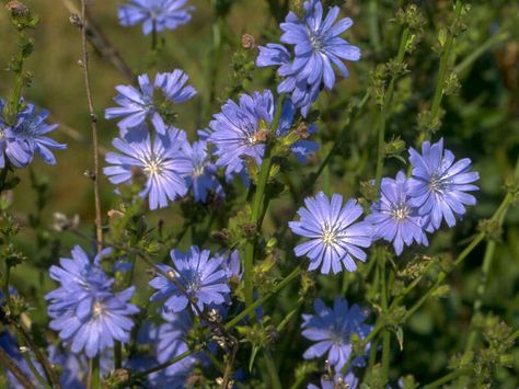 chicory Wild Flower Seeds, Beautiful Bugs, Flower Essences, Herbaceous Perennials, Herb Seeds, Wildflower Seeds, Healing Herbs, Farm Gardens, Wild Flower