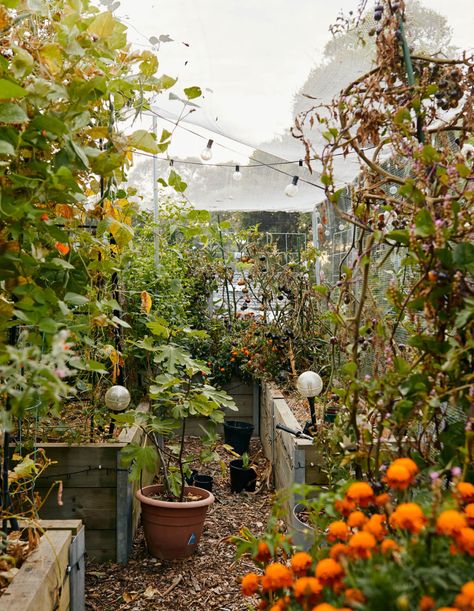 Kitchen Garden With Fruit Trees, Fruit Garden Aesthetic, Fruit And Vegetable Garden Aesthetic, Suburban Orchard, Victorian Vegetable Garden, Fruit And Veg Garden Aesthetic, Melbourne Garden, Permaculture Design Course, Community Building Activities