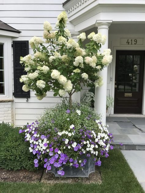 The Garden In August | Deborah Silver & Co. Hydrangea Tree, White Flowering Plants, Deborah Silver, Limelight Hydrangea, Annual Garden, Container Gardening Ideas, Flower Containers, Front Yard Landscape, Garden Beautiful