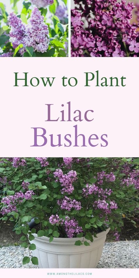 Lilac Bush Landscaping Front Yards, Lilac Landscaping Ideas, Lilac Backyard, Lilac Trees And Bushes, Korean Lilac Bush, Miss Kim Lilac Bush, Lilac Bush Landscaping, Potted Lilac, Lilac Bush Care