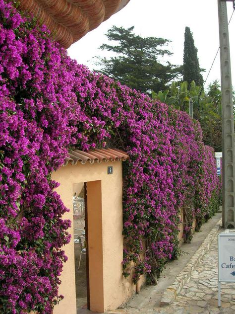 Bougainvillea..would look pretty on the fence Garden Hedges, Privacy Plants, Garden Vines, Privacy Screen Outdoor, Outdoor Privacy, Italian Garden, Front Yard Garden, Hanging Garden, Climbing Plants