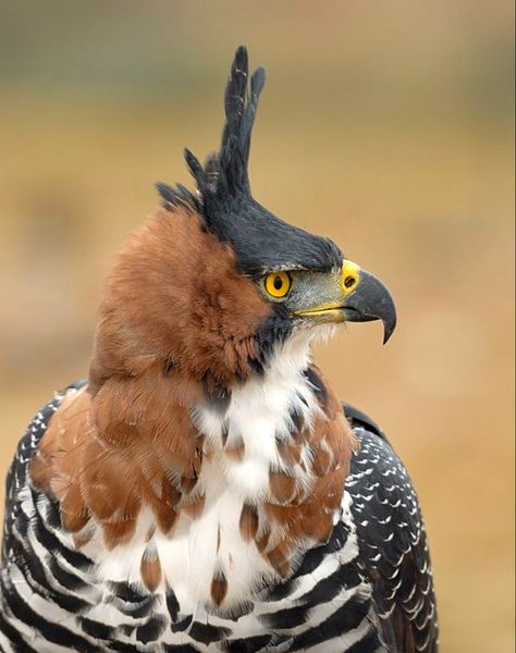 Ornate Hawk Eagle, Hawk Eagle, Bird Of Prey, Gallery Wallpaper, Animal References, Birds Of Prey, Dark Wallpaper, Bird Feathers, Dinosaurs