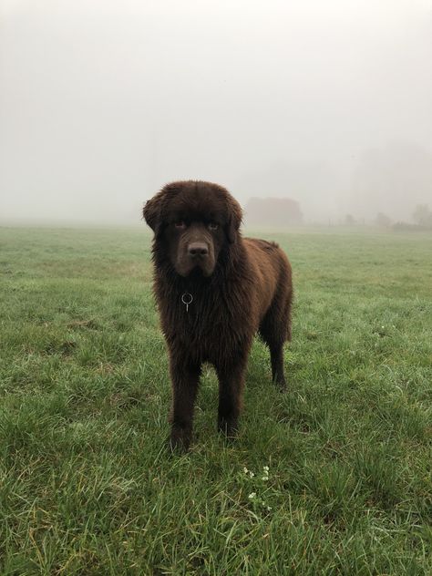 Newfoundland Dog Costumes, New Found Land Dog, Brown Newfoundland, Brown Newfoundland Dog, Newfoundland Dog, Dog Costumes, Newfoundland, Brown Bear, Dog Owners