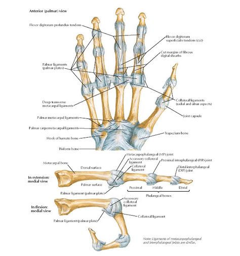 Metacarpophalangeal and Interphalangeal Ligaments Anatomy   Pisiform bone, Hook of hamate bone, Palmar carpometacarpal ligaments, Palmar ... Hand Bone Anatomy, Joints Anatomy, Human Muscle Anatomy, Hand Anatomy, Gross Anatomy, Skeleton Anatomy, Studio Music, Human Body Anatomy, Human Anatomy Drawing