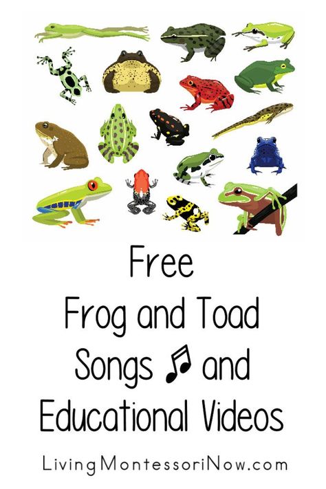 Free frog and toad songs and educational videos for a variety of ages; perfect for homeschool or classroom for a pond, amphibian, or frog unit - Living Montessori Now Frog And Toad Activities Preschool, Frog Nursery, Frog Activities, Circle Time Activities, Frog Life, Math Operations, Free Songs, Holiday Songs, Montessori Education