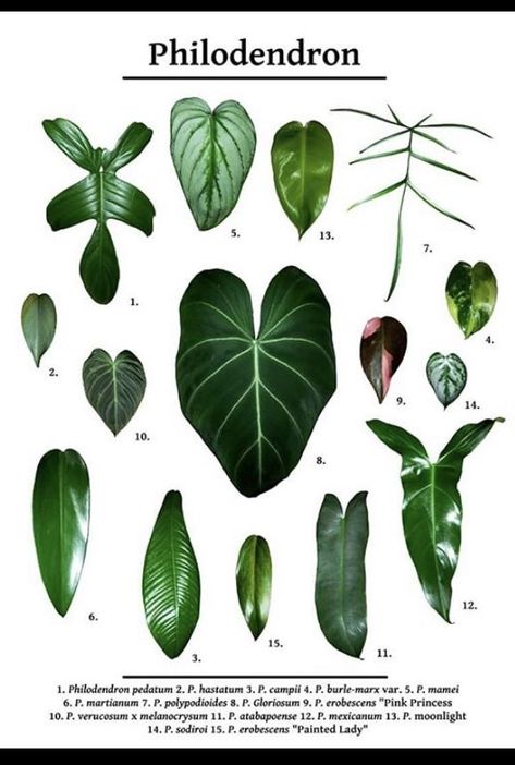 A favourite houseplant - Various Philodendron Varieties infographic Plant Leaf Identification, Philodendron Varieties, Decorating With Plants, Plant Goals, Philodendron Plant, Illustration Botanique, Variegated Plants, Plant Identification, Room With Plants