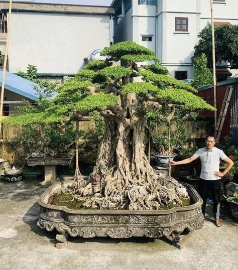 Big Bonsai Tree, Garden Bonsai Tree, Bonsai Fruit Tree, Mountain Path, Bonsai Nursery, Japanese Bonsai Tree, Bonsai Forest, Pre Bonsai, Bonsai Tree Types