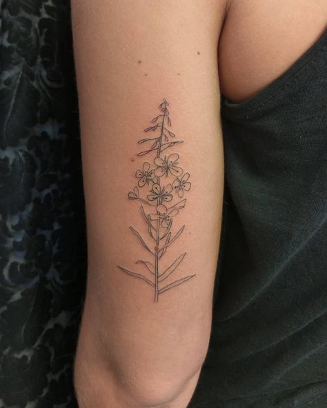 Lovely little fireweed tattoo #fireweed #fireweedtattoo #armtattoo #womentattooingwomen #womenwhotattoo #womenwithtattoos #femaletattooer… Fireweed Tattoo, Alaskan Tattoos, Alaska Tattoo, Tattoo Placement Arm, Wildflower Tattoo, Sweet Tattoos, Line Art Tattoos, Discreet Tattoos, Rib Tattoo