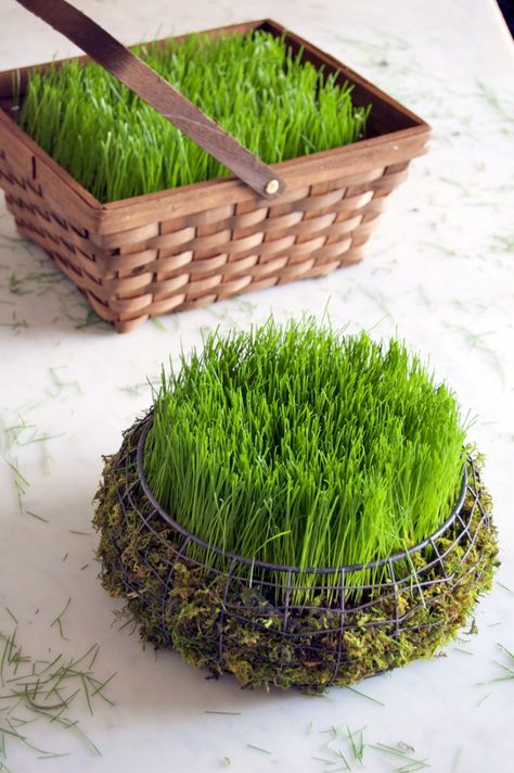 DIY - CREATE AN EASTER BASKET FILLED WITH REAL GRASS IN 5 DAYS using Rye grass seed. - from  The Art of Doing Stuff Haftseen Design, Easter Bunny Dress, Easter Basket Crafts, Craft Easter, Basket Crafts, Lamb Decorations, Ideas Craft, Spring Holidays, Easter Crafts For Kids