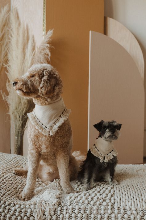 Goldendoodle With Bandana, Dog Bandana Photoshoot, Dog Styling, Cute Goldendoodle, Cute Dog Accessories, All Are Welcome Here, Dog Wedding Outfits, Small Dog Accessories, Dog Accesories