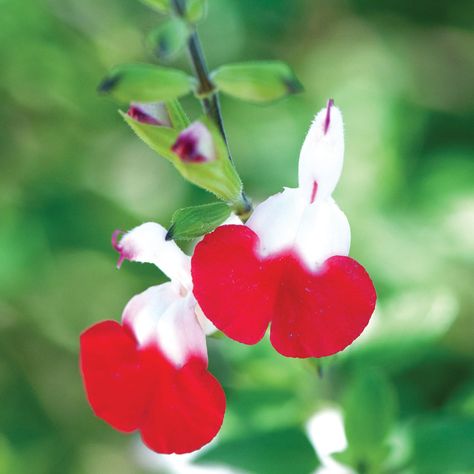 Salvia x jamensis 'Hot Lips' - Perennial & Biennial Plants - Thompson & Morgan Hot Lips Salvia, Salvia Hot Lips, Hot Lips Plant, Salvia Plant, Cottage Garden Borders, Salvia Plants, Grape Vine Plant, Low Water Gardening, Biennial Plants