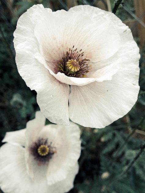 White Poppy Flower, Growing Poppies, Papaver Rhoeas, Poppy Flower Tattoo, Poppy Craft, Poppy Tattoo, Flower Poppy, Poppy Garden, Poppies Tattoo