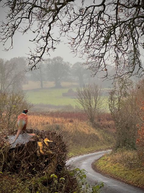 New Forest England, British Country Style, Find Your People, England Countryside, Hampshire Uk, Country Lane, New England Fall, Autumn Magic, English Cottage Style