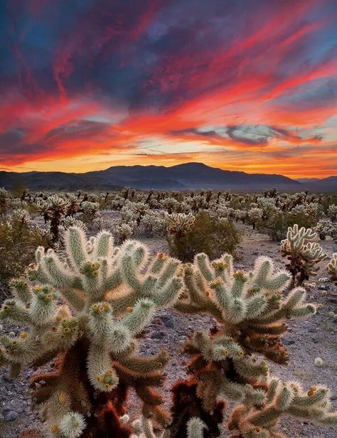 Cholla Cactus Garden, Joshua Tree National Park, California Joshua Tree Camping, California National Parks, Joshua Tree National Park, Sky Art, Arte Popular, Desert Landscaping, Joshua Tree, Nature Travel, Amazing Nature