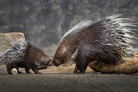 Mother and baby hedgehog Hystrix brachyura. Mother and baby hedgehog Hystrix bra , #AFFILIATE, #hedgehog, #Hystrix, #Mother, #baby, #natural #ad Baby Porcupine, Dogs Playing, Elephant Seal, Baby Hedgehog, Hedgehog Art, Epic Photos, Art Journal Techniques, Mother Baby, Labrador Puppy