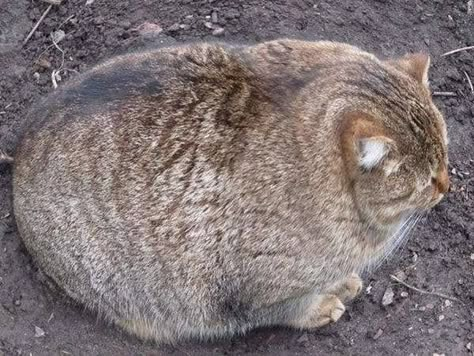 Este parece un pedazo de pan... 19 Fotos de gatos gordos Fat Animals, Gatto Carino, Image Chat, 웃긴 사진, Here Kitty Kitty, Fat Cats, I Love Cats, Kitty Kitty, Crazy Cat