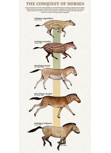 Chart of stages in the evolution of the prehistoric horse from Eohippus to Pliohippus. Animal Evolution, Prehistoric Animals Dinosaurs, Illustrated Poster, Prehistoric Wildlife, Prehistoric World, Jurassic World Dinosaurs, Animal Poster, Ancient Animals, Prehistoric Art