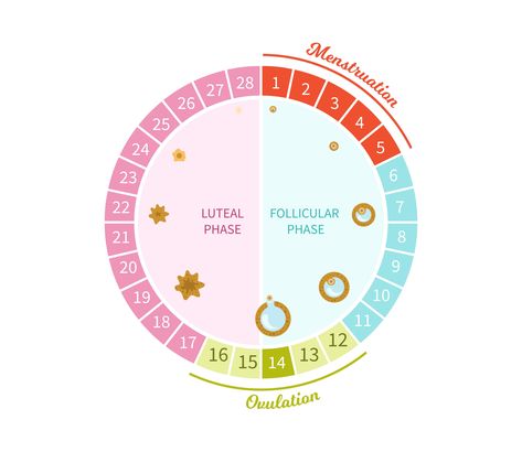 Beginner's Guide to Cycle Syncing: How to Adapt Your Food and Exercise to Your Menstrual Cycle - Coconuts & Kettlebells Cycle Sinking, Menstrual Phases, Pmdd Symptoms, Hormone Nutrition, Menstrual Cycle Phases, Ovulation Cycle, Cycle Phases, Fertility Awareness Method, Period Cycle