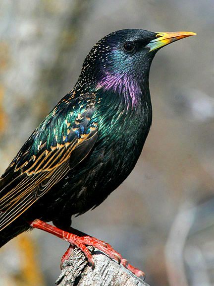 European Starling, Common Starling, Photos Of Birds, Chicken Images, Bird Supplies, Backyard Birds, Pretty Birds, Bird Photo, Starling