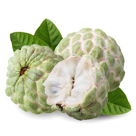 Premium Photo | Sugar apple or custard apple isolated on alpha space. Sugar Apple Fruit, Fruits Name In English, Soursop Fruit, Potted Fruit Trees, Fruit Custard, Apple Custard, Custard Apple, Apple Images, Fruit Beer