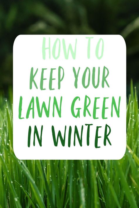 Top tips on how to keep your grass and indeed your lawn green in the winter time Watering Lawn, Types Of Grass, Gorgeous Interiors, Small Homes, Green Lawn, Grass Green, Green Grass, Simple House, In The Winter