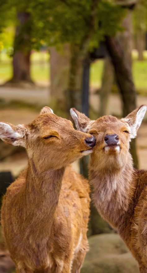 Cute pair of deer displaying their affection. #Animal #Love #Affection #Mammal #Deer Iphone 6s Wallpaper, Nara Japan, Head In The Sand, Close Up Photography, Animal Wallpaper, Animal Planet, Nara, Cute Funny Animals