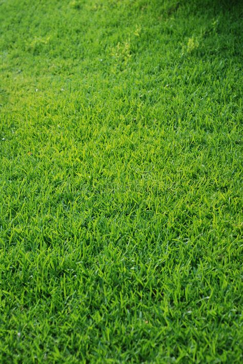 Grass Green, Grass Picture, Grass Photo, Green Grass Aesthetic, Grass Material, Grass Aesthetic, Grass Graphic, Grass Images, Grass From Above