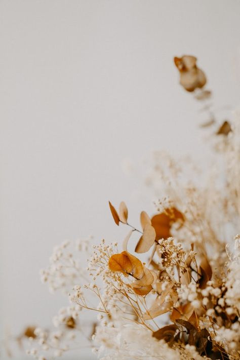 Phone Wallpaper Boho, Vintage Flowers Wallpaper, White Background Photo, Wallpaper Nature Flowers, Close Up Photography, Floral Image, Photo Images, Background Pictures, How To Preserve Flowers