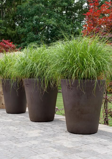 Grasses In Containers, Winston Flowers, Garden Troughs, Potted Plants Outdoor, Grasses Garden, Have Inspiration, Home Vegetable Garden, Outdoor Gardens Design, Large Planters