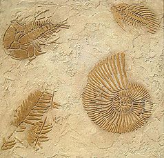 Trilobite Small Fossil Stencil Fossil Art, Stencils For Walls, Large Wall Stencil, Wallpaper Stencil, Stencil Painting On Walls, Trilobite Fossil, Tile Stencil, Large Stencils, Stencil Furniture